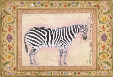 Zebra, fra 